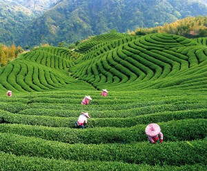Tea Plantation in China.