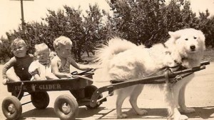 Three little kids in wagon being pulled by big dog.
